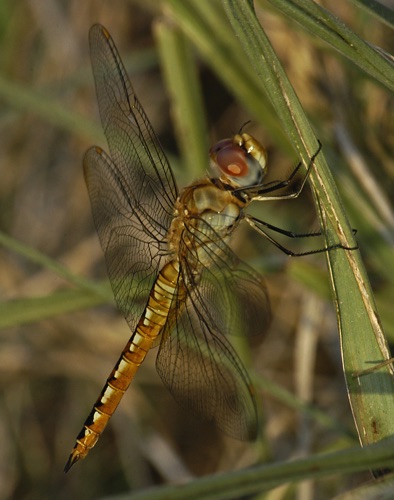 Male
2005_05_22_TX